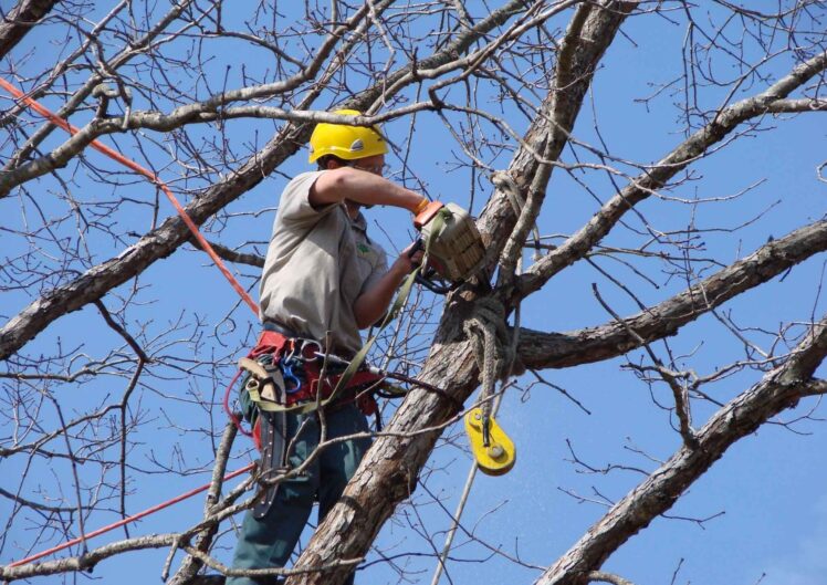 tree service professional