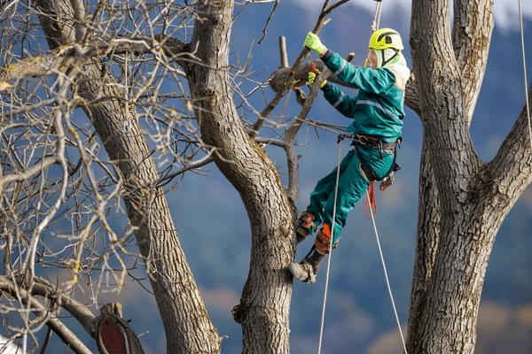 arborist safety gear pruning tall 600nw 2633581957